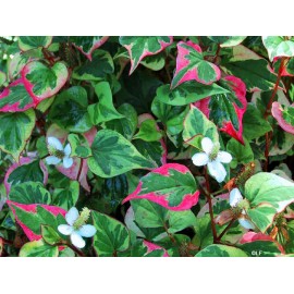 Houttuynia cordata - Houttuynia cordata - 250g măcinat