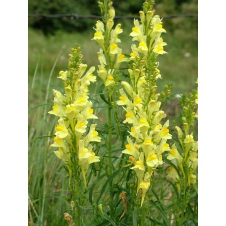 Linaria vulgaris - 100g măcinată